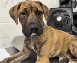Shelter Stray Female Dog last seen Near BLOCK N WILLOW AVE, San Bernardino, CA 92401