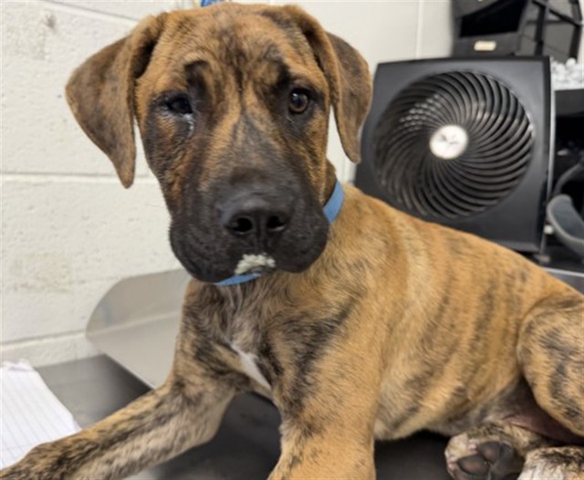 Shelter Stray Female Dog last seen Near BLOCK N WILLOW AVE, San Bernardino, CA 92401