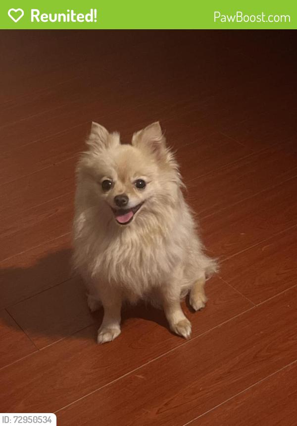 Reunited Female Dog last seen Linda vista skate park , San Diego, CA 92111