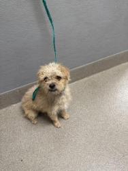 Shelter Stray Male Dog last seen DROPPED AT SHELTER, Las Vegas, NV 89101
