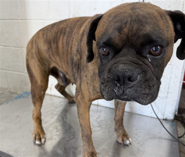 Shelter Stray Male Dog last seen Near BLOCK E SANTA ANA AVE, San Bernardino, CA 92401