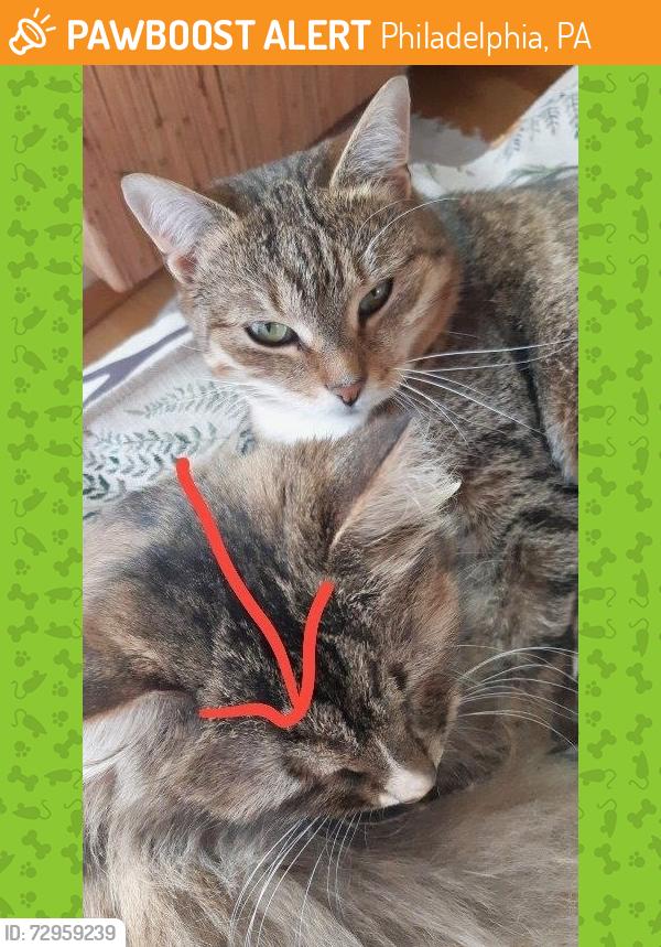 Found/Stray Male Cat last seen N Broad St & W Allegheny Ave, Philadelphia, PA, Philadelphia, PA 19140