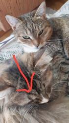 Found/Stray Male Cat last seen N Broad St & W Allegheny Ave, Philadelphia, PA, Philadelphia, PA 19140
