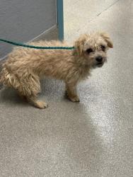 Shelter Stray Male Dog last seen DROPPED AT SHELTER, Las Vegas, NV 89101