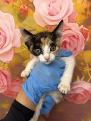 Shelter Stray Female Cat last seen SHELTER, San Bernardino, CA 92401