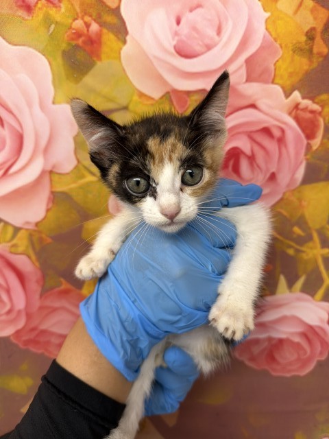 Shelter Stray Female Cat last seen SHELTER, San Bernardino, CA 92401