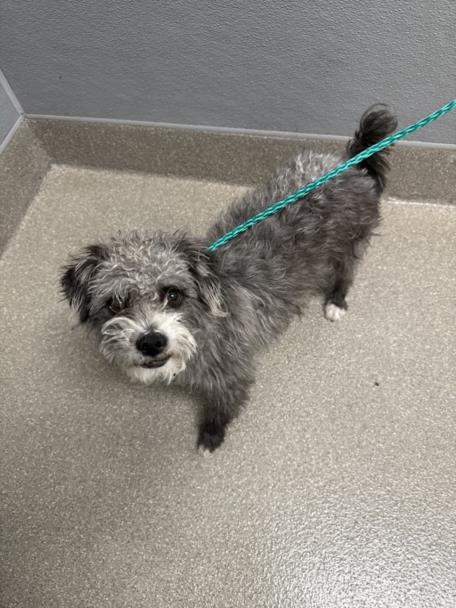 Shelter Stray Male Dog last seen DROPPED AT SHELTER, Las Vegas, NV 89101