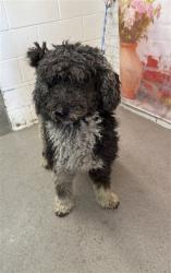 Shelter Stray Female Dog last seen Near BLOCK RANDALL AVE, San Bernardino, CA 92401
