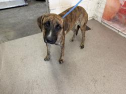 Shelter Stray Female Dog last seen Near BLOCK E SANTA ANA AVE, San Bernardino, CA 92401