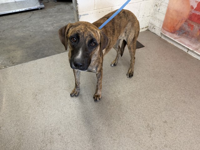 Shelter Stray Female Dog last seen Near BLOCK E SANTA ANA AVE, San Bernardino, CA 92401