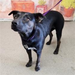 Shelter Stray Female Dog last seen MOUNTAIN VIEW AND 8TH ST, San Bernardino, CA 92401