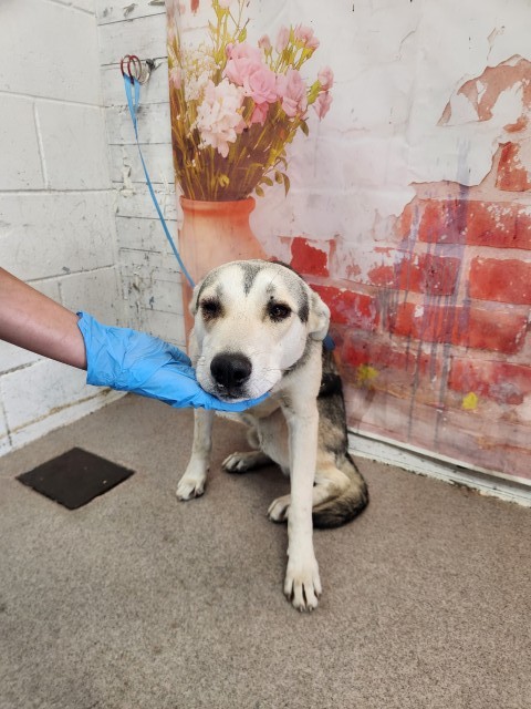 Shelter Stray Male Dog last seen MOUNTAIN VIEW AND 8TH ST, San Bernardino, CA 92401