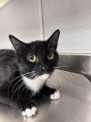 Shelter Stray Female Cat last seen Near BLOCK ROYAL CREST ST, LAS VEGAS NV 89119, Las Vegas, NV 89101
