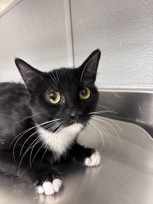 Shelter Stray Female Cat last seen Near BLOCK ROYAL CREST ST, LAS VEGAS NV 89119, Las Vegas, NV 89101