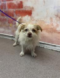 Shelter Stray Male Dog last seen , San Bernardino, CA 92401