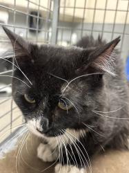 Shelter Stray Male Cat last seen Near BLOCK ROYAL CREST ST, LAS VEGAS NV 89119, Las Vegas, NV 89101