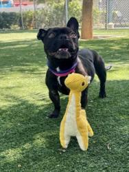 Shelter Stray Female Dog last seen , Chatsworth, CA 91311