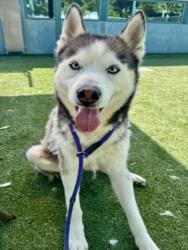 Shelter Stray Male Dog last seen , Chatsworth, CA 91311