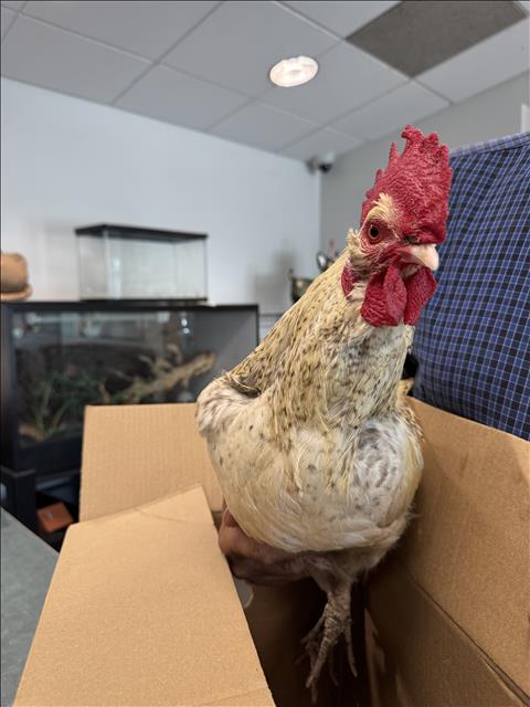Shelter Stray Male Bird last seen , Chatsworth, CA 91311