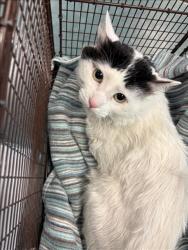 Shelter Stray Male Cat last seen , Chatsworth, CA 91311