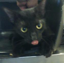Shelter Stray Female Cat last seen Near BLOCK FERNDALE LN, FAYETTEVILLE NC 28306, Fayetteville, NC 28306