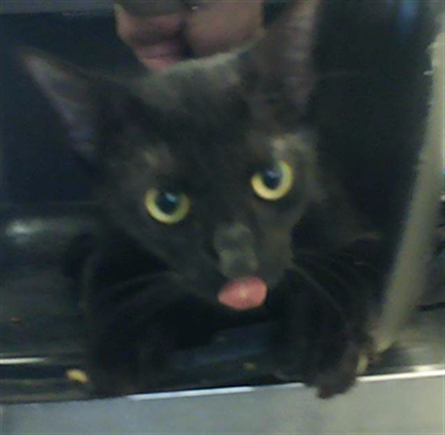 Shelter Stray Female Cat last seen Near BLOCK FERNDALE LN, FAYETTEVILLE NC 28306, Fayetteville, NC 28306