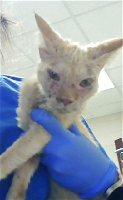Shelter Stray Female Cat last seen Near BLOCK DOC BENNETT RD, FAYETTEVILLE NC 28306, Fayetteville, NC 28306
