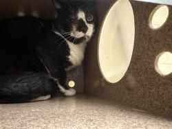 Shelter Stray Unknown Cat last seen 30TH ST & 14TH AVE, Sacramento, CA 95818
