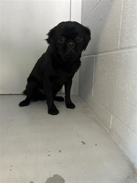 Shelter Stray Male Dog last seen NORCROSS DR & BRIDGEFORD DR, Sacramento, CA 95818