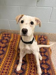 Shelter Stray Female Dog last seen 92ND AND FEDERAL, Brighton, CO 80601