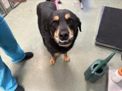 Shelter Stray Male Dog last seen Near BLOCK AGUA FRIA ST, Santa Fe, NM 87507
