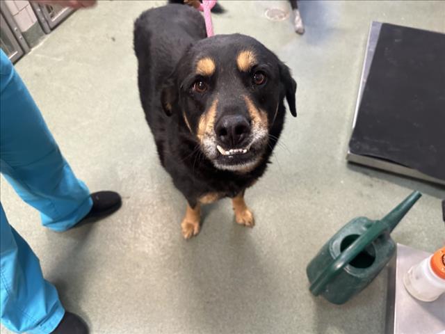 Shelter Stray Male Dog last seen Near BLOCK AGUA FRIA ST, Santa Fe, NM 87507