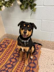 Shelter Stray Male Dog last seen Near BLOCK S 1ST STREET/ LOVES TRUCK STOP, Brighton, CO 80601