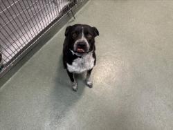 Shelter Stray Male Dog last seen Near BLOCK AGUA FRIA ST, Santa Fe, NM 87507