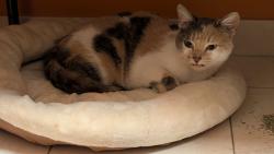 Found/Stray Female Cat last seen S Ashland Ave & 53rd St, Chicago, IL 60609