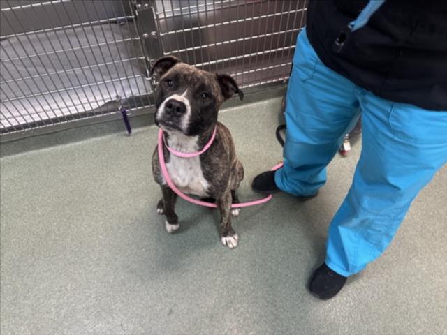 Shelter Stray Female Dog last seen Near BLOCK NM 344, SANDIA PARK, Santa Fe, NM 87507