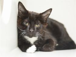 Shelter Stray Male Cat last seen 8TH AVE AND WEST COTT, Phoenix, AZ 85008