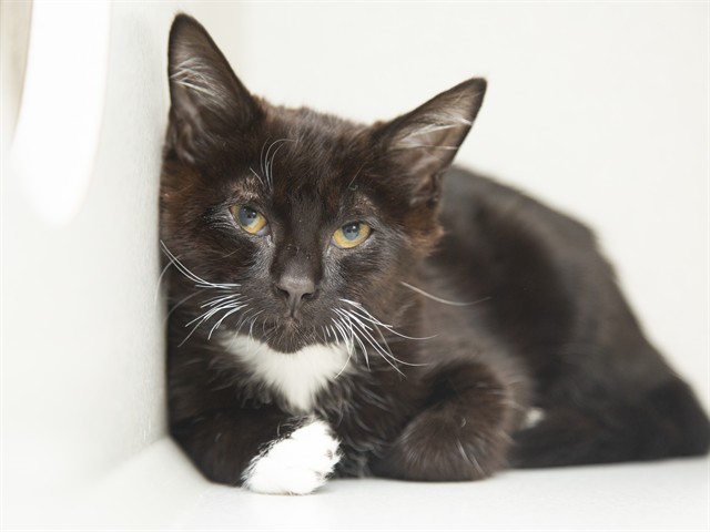 Shelter Stray Male Cat last seen 8TH AVE AND WEST COTT, Phoenix, AZ 85008