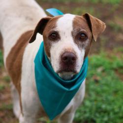 Shelter Stray Male Dog last seen , San Antonio, TX 78227