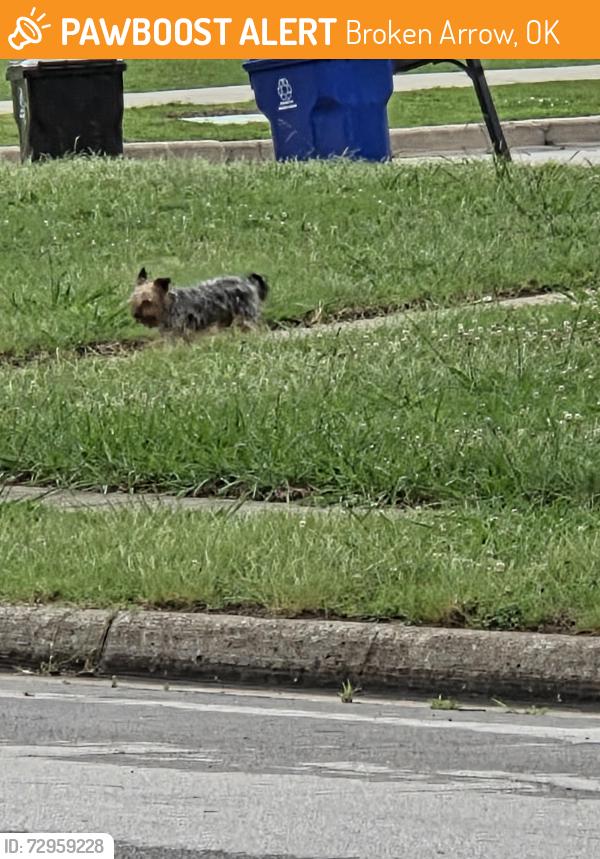 Found/Stray Unknown Dog last seen W Laredo St and Elder st and Fir St , Broken Arrow, OK 74012