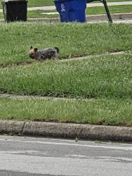 Found/Stray Unknown Dog last seen W Laredo St and Elder st and Fir St , Broken Arrow, OK 74012
