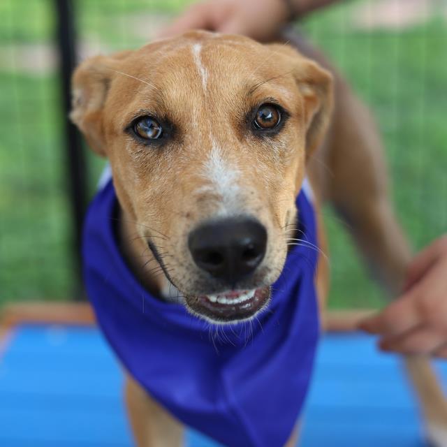 Shelter Stray Male Dog last seen KASHMUIR PLACE, San Antonio, TX 78227