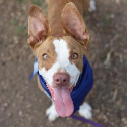 Shelter Stray Male Dog last seen Near BLOCK BABCOCK, San Antonio, TX 78227