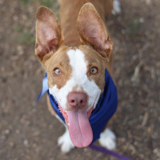 Shelter Stray Male Dog last seen Near BLOCK BABCOCK, San Antonio, TX 78227