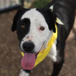 Shelter Stray Male Dog last seen HIDALGO ST, San Antonio, TX 78227