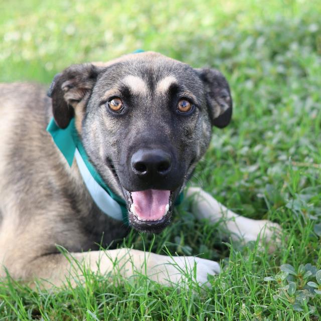 Shelter Stray Male Dog last seen Near BLOCK OF BRENNER ST, San Antonio, TX 78227