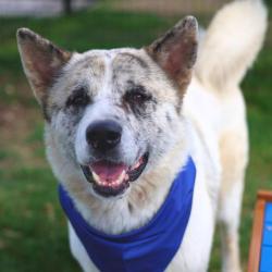 Shelter Stray Male Dog last seen HIDALGO ST, San Antonio, TX 78227
