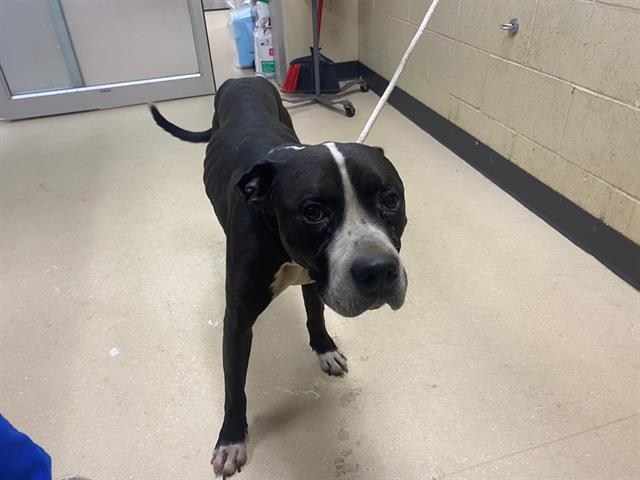 Shelter Stray Male Dog last seen , Milwaukee, WI 53215