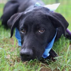 Shelter Stray Male Dog last seen W GERALD, San Antonio, TX 78227