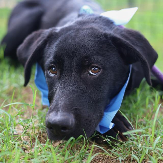 Shelter Stray Male Dog last seen W GERALD, San Antonio, TX 78227